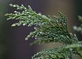 Foliage closeup