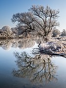 Winter-Regnitz-Baum-PC310023-PSD