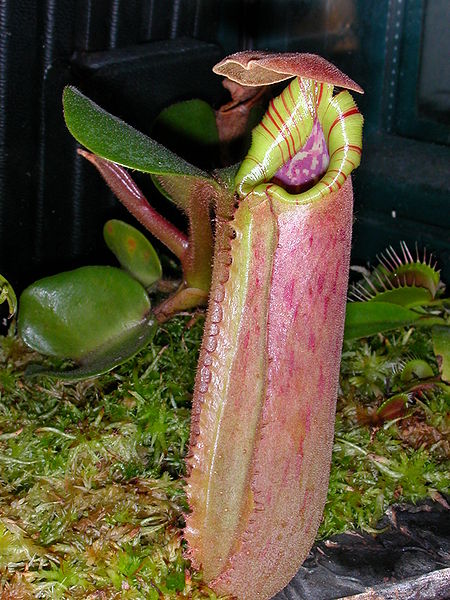 File:Nepenthes truncata highlandPitcher1.jpg