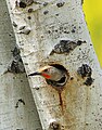A northern flicker in a tree