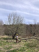 Caleb Felling a Tree at Purchase Knob (ac4d3157-b4d8-4b72-b265-ff88e570cf14).JPG