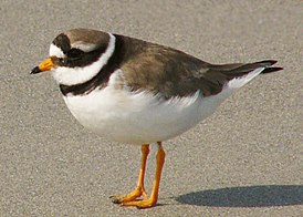 Галстучник (Charadrius hiaticula)