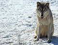 Vlk šedý ve Wildlife Science Center