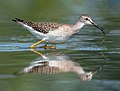 54 Lesser yellowlegs at JBWR (30664) uploaded by Rhododendrites, nominated by Rhododendrites,  23,  0,  0