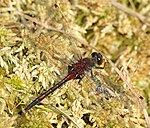 Leucorrhinia rubicunda – Männchen