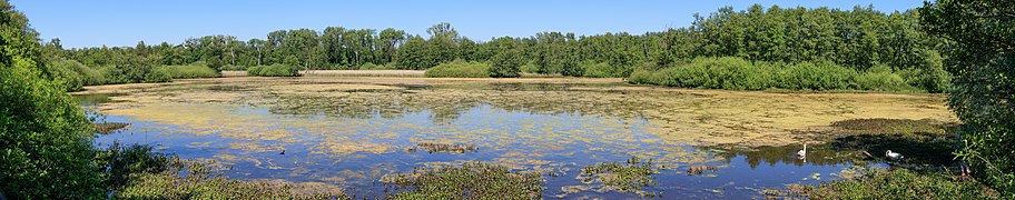 Weingartener Moor - See