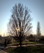 Mauerpark baum sonne 2022-03-23.png