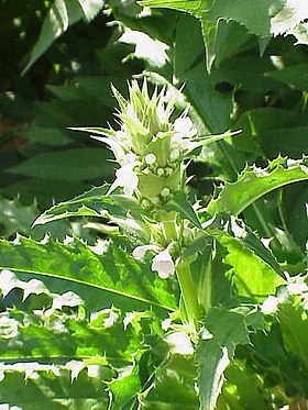 Morina longifolia