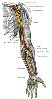 Senuwees (geel) in die menslike arm.