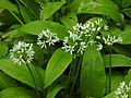 Allium ursinum