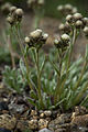 Antennaria friesiana