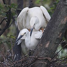 Egretta garzetta (mating).jpg