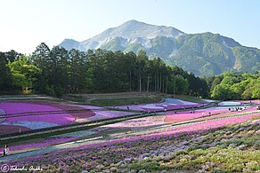 Hitsujiyaman puistoa, Bukōvuori