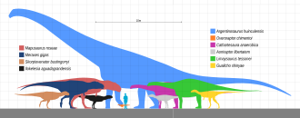 Silhouettes of dinosaurs from the Huincul Formation as size comparison