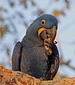 "Hyacinth_macaw_(Anodorhynchus_hyacinthinus)_head.JPG" by User:Charlesjsharp