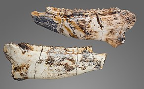 Hippotherium gracile mandibule MHNT