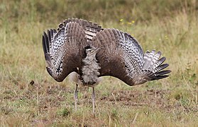 A. k. kori porūšio patinas Pilanesbergo nacionaliniame parke (Pilanesberg National Park)