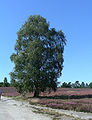 Heideflächen am Wietzer Berg bei Müden (Örtze)