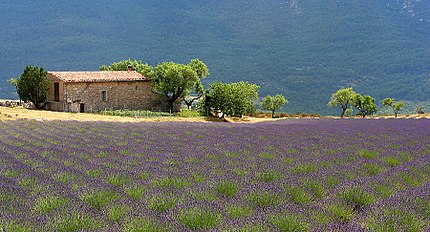 Lavender field in Provence