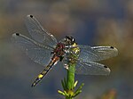 Leucorrhinia pectoralis – Männchen