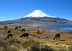 Bofedal de Parinacota