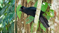 Photo of a bright green bird with red beak and feet and maroon wings, sitting on a branch