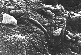 - Un fragment de la météorite ALH84001 - Il révèle par microscopie électronique à balayage des structures ressemblant à des bactéries, possibles formes de vie sur Mars.