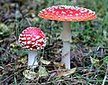 Amanitaceae (Amanita muscaria)