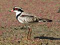 Black-fronted dotterel