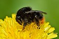 15 Bombus ruderarius - Taraxacum officinale - Keila uploaded by Iifar, nominated by Iifar,  13,  0,  0