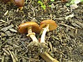 !!!Conocybe filaris sin. Pholiotina filaris!!!