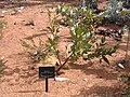 Eucalyptus macrocarpa × pyriformis