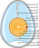 Egg Schematic