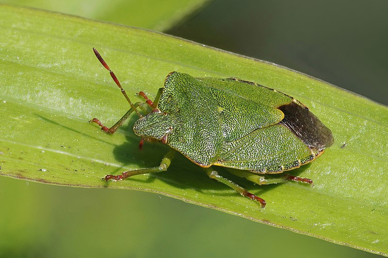 File:Green shield bug (Palomena prasina) 3.jpg