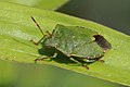 36 Green shield bug (Palomena prasina) 3 uploaded by Charlesjsharp, nominated by Charlesjsharp,  16,  0,  0