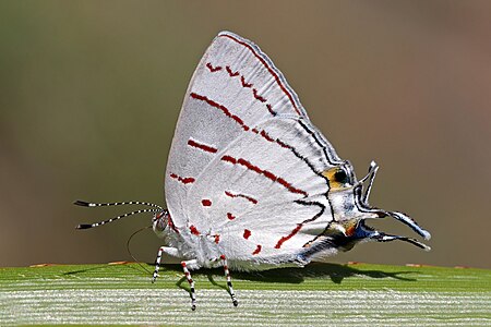 Hemiolaus cobaltina