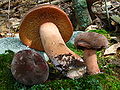 Lactarius corrugis