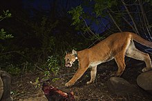 Puma olizující si čumák vyfocená ve večerních hodinách, nacházející se u potravy a na krku má zřetelný černý obojek, ve kterém se nachází satelitní zařízení