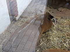 Potamochoerus porcus in Ouwehands Dierenpark.jpg