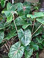 Caladium sp.