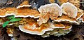 Trametes cervina sin. Trametopsis cervina