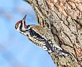 Yellow-bellied sapsucker