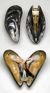 Deux moules, l'une entrouverte en haut, laissant le muscle adducteur visible via le mince espace entre les deux valves, et l'autre ouverte en bas, laissant visible les organes.