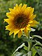 Helianthus