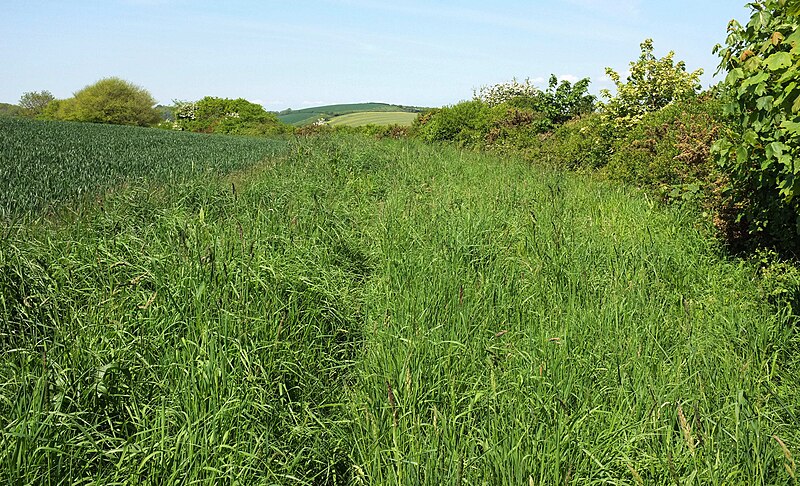 File:Field by the St Germans River - geograph.org.uk - 5782884.jpg