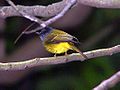 Grey-headed canary-flycatcher