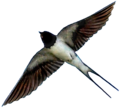 Hirundo rustica