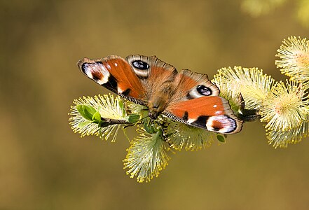 Inachis io (European Peacock)