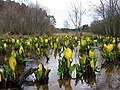 Kubis sigung timur (Lysichiton americanus) tumbuh mengakar di dasar dengan daun dan bunga di atas paras air.