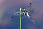 Leucorrhinia albifrons – Männchen